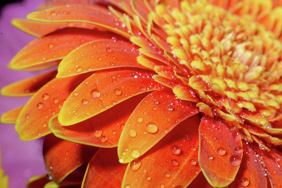Orange Gerber Daisy Petals by Jennifer Wick Orange Gerber Daisy Petals by Jennifer Wick