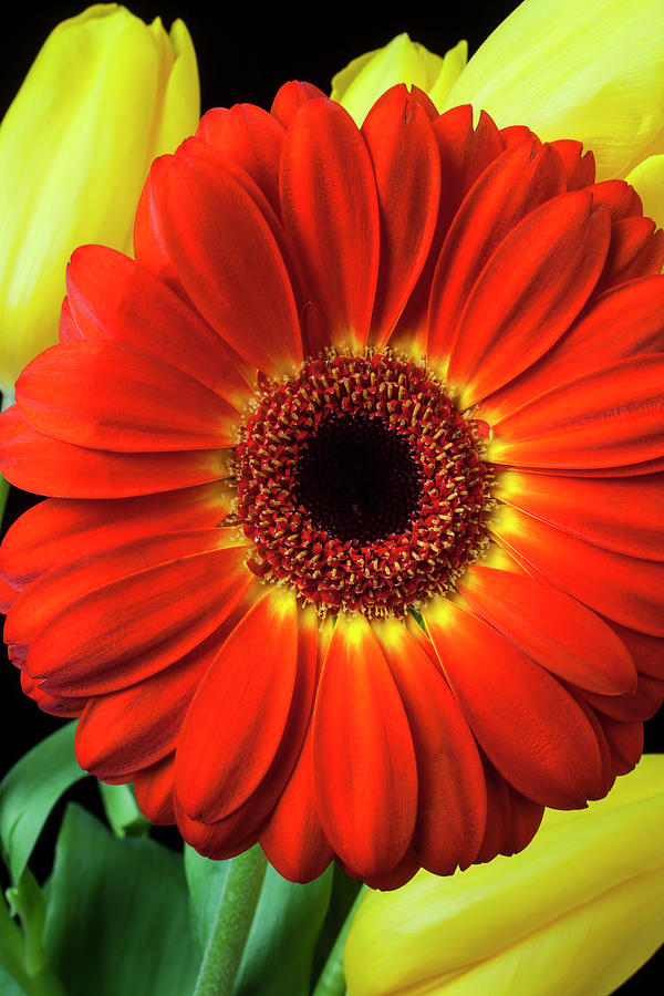 Orange Gerbera With Yellow Tulips Photograph by Garry Gay
