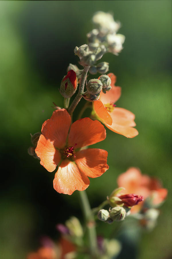 Orange Globemallow Blossoms Photograph by Saija Lehtonen