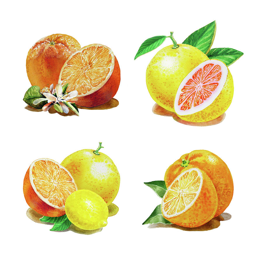 Fruit Painting - Orange Grapefruit Lemon Watercolor Fruit Illustration by Irina Sztukowski