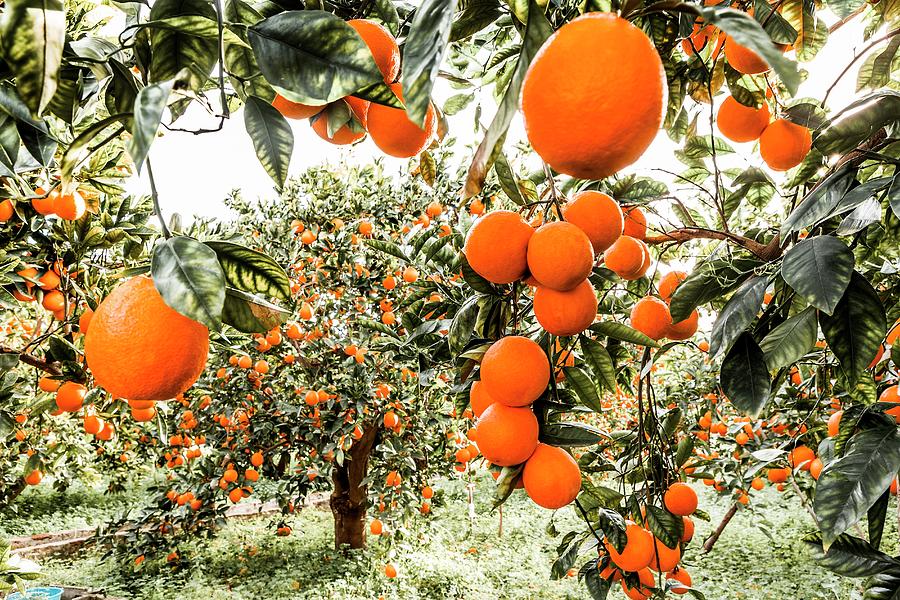 Orange Groves Digital Art by Alessandro Saffo