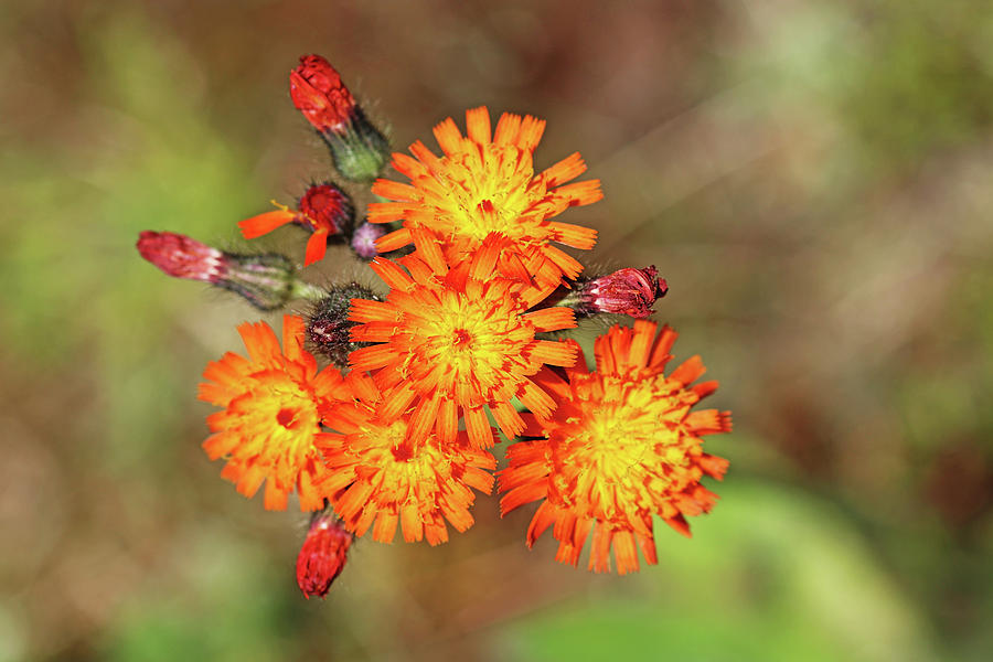 Orange Hawkweed Bouquet Photograph by Debbie Oppermann