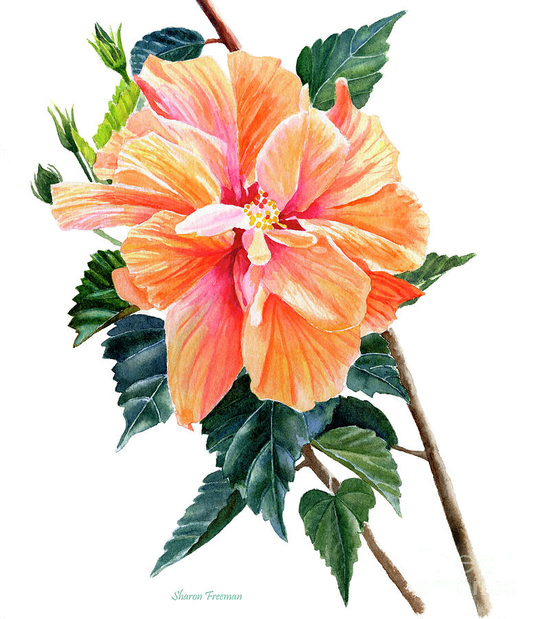 Flowers Still Life Painting - Orange Hibiscus Blossom by Sharon Freeman