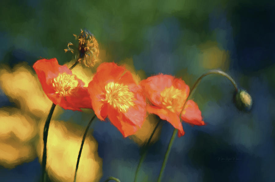 Orange Iceland Poppies Photograph by Maria Angelica Maira
