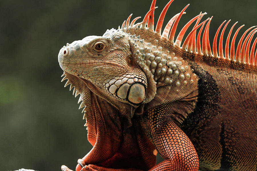 Orange Iguana Photograph by Darrell Gregg Fine Art America