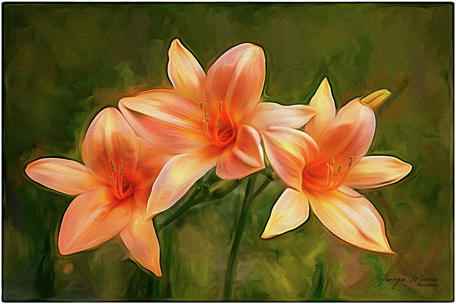 Orange Impressionist Lilies Photograph by George Moore