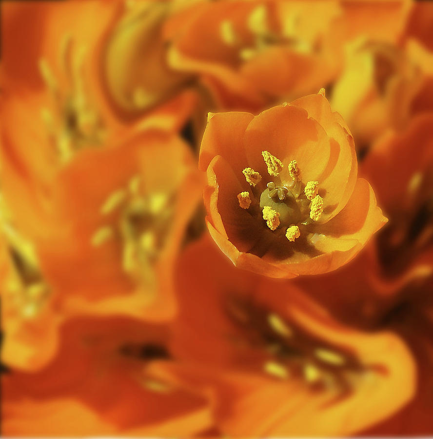 Orange Inside and Out Photograph by Bearj B Photo Art