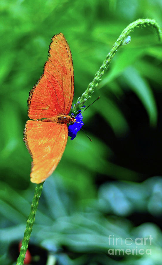 Orange Julia Butterfly Photograph by Elaine Manley