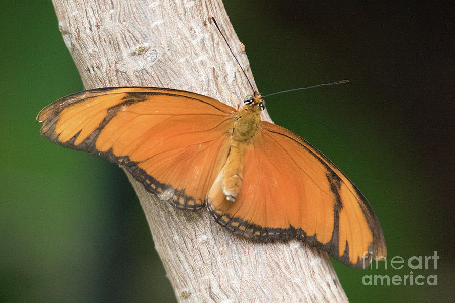 Butterfly Photograph - Orange Julia F0589 by Stephen Parker