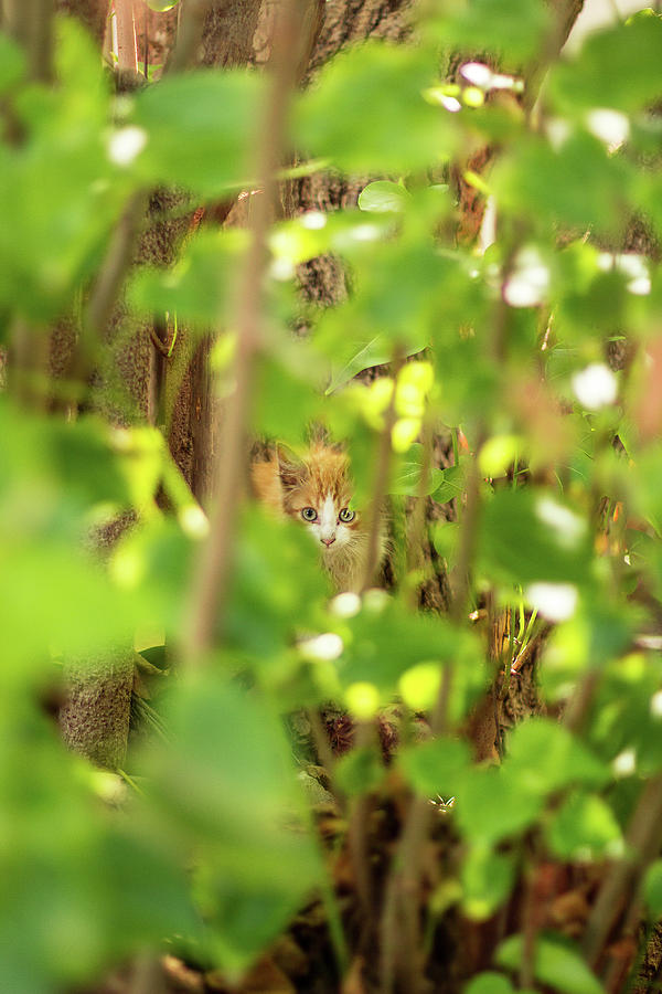 Nature Photograph - Orange Kitten by Jennifer Thomas