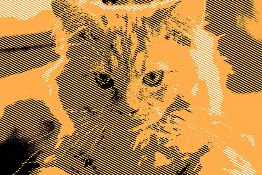 Orange Kitty Line Art Digital Art by Don Northup