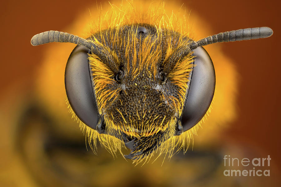 Orange Legged Furrow Bee Photograph by Ozgur Kerem Bulur/science Photo Library