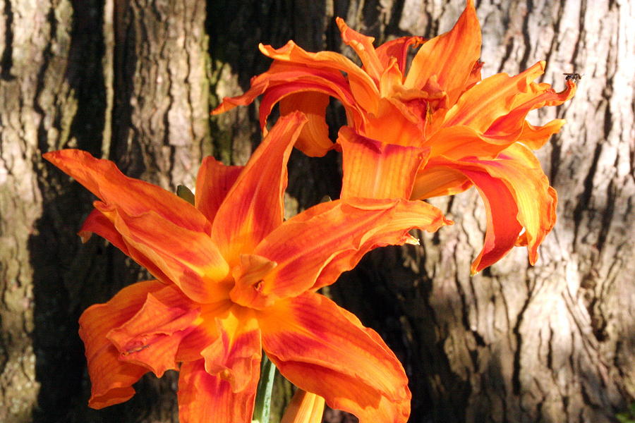 Lily Photograph - Orange Lilies in Full Bloom by Laurel Talabere