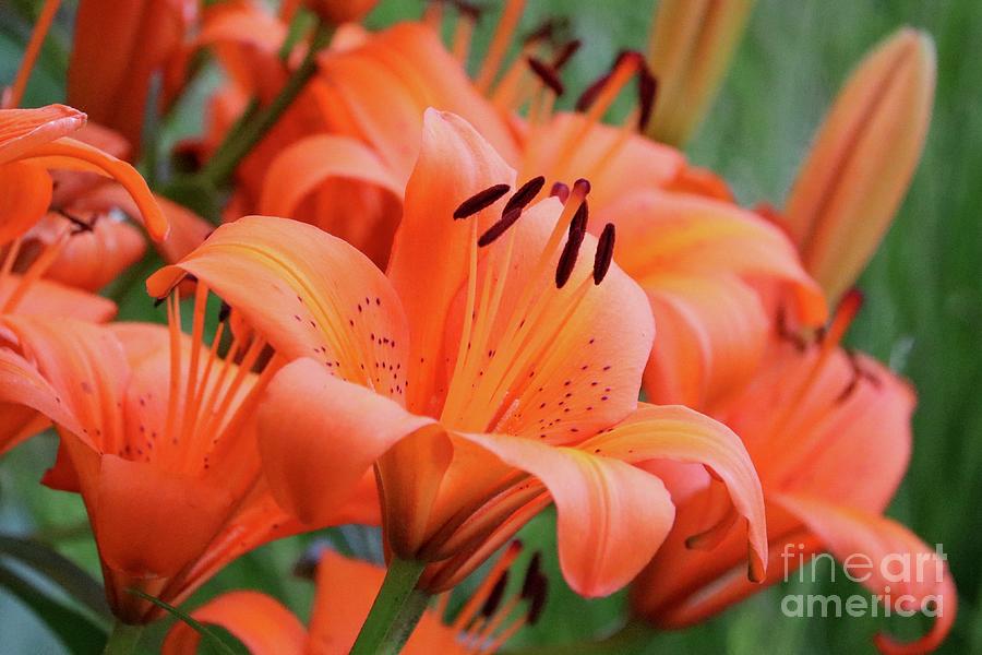 Orange Lilies World Photograph