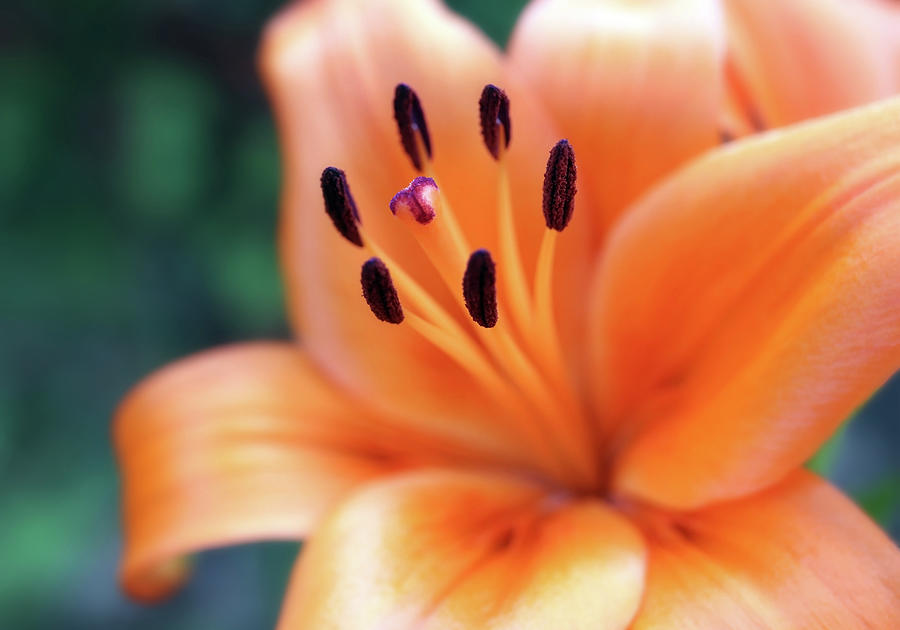 Orange Lily Beauty Photograph by Johanna Hurmerinta
