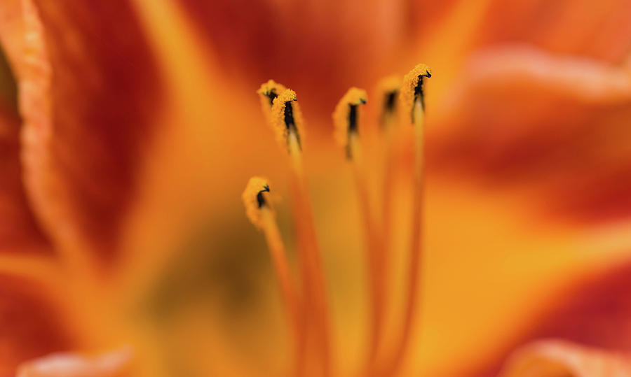 Lily Photograph - Orange lily close up macro shot f by Benedek Alpar