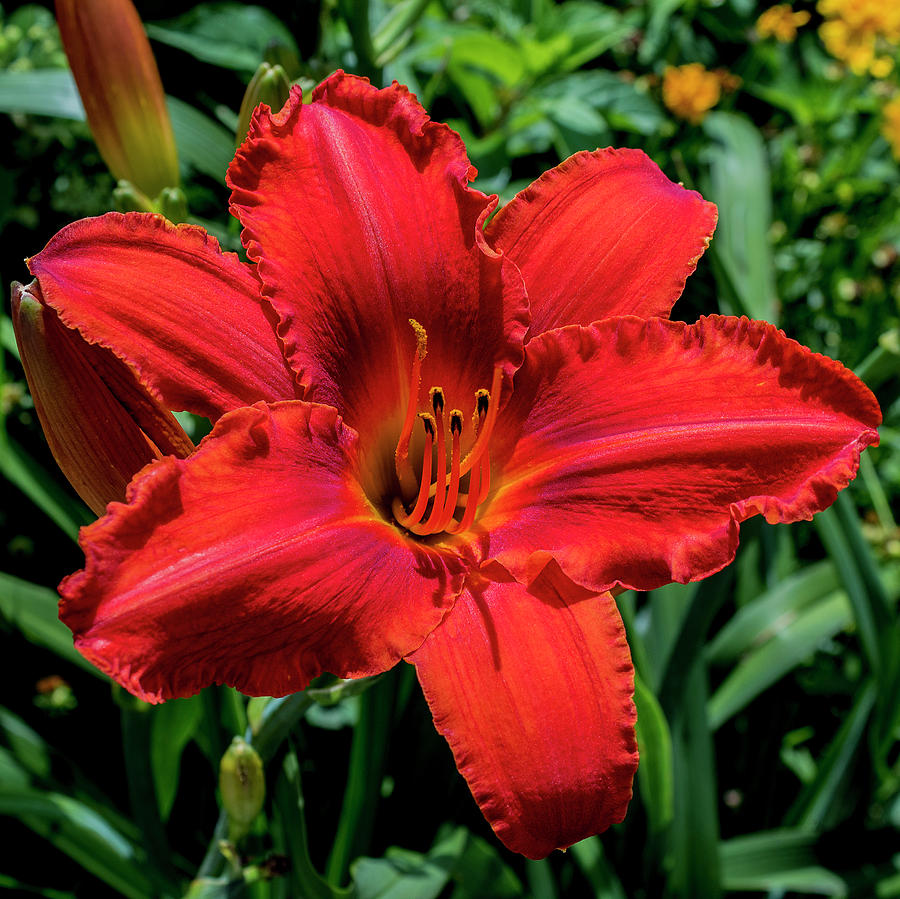 Lily Photograph - Orange Lily by Denise Harty