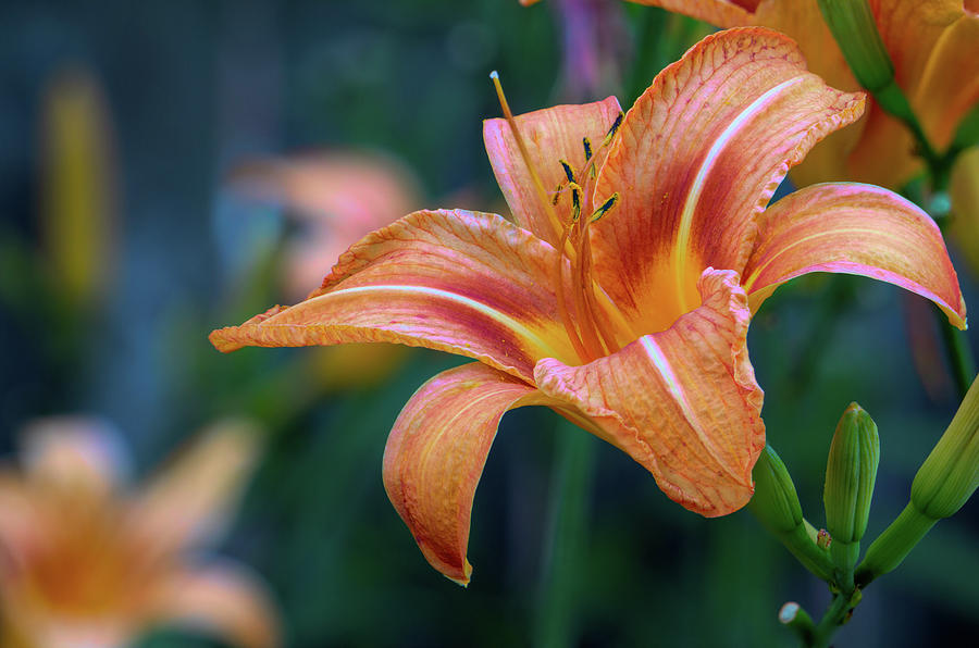 Orange Lily Detailed Petals Photograph by Jason Fink