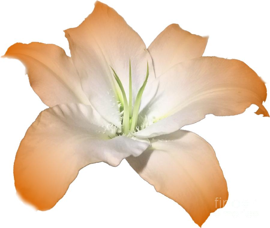 Orange Lily Flower Designed for Shirts Photograph by Delynn Addams