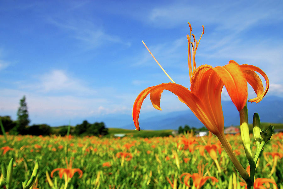 Orange Lily Flower Photograph by Sunny Life