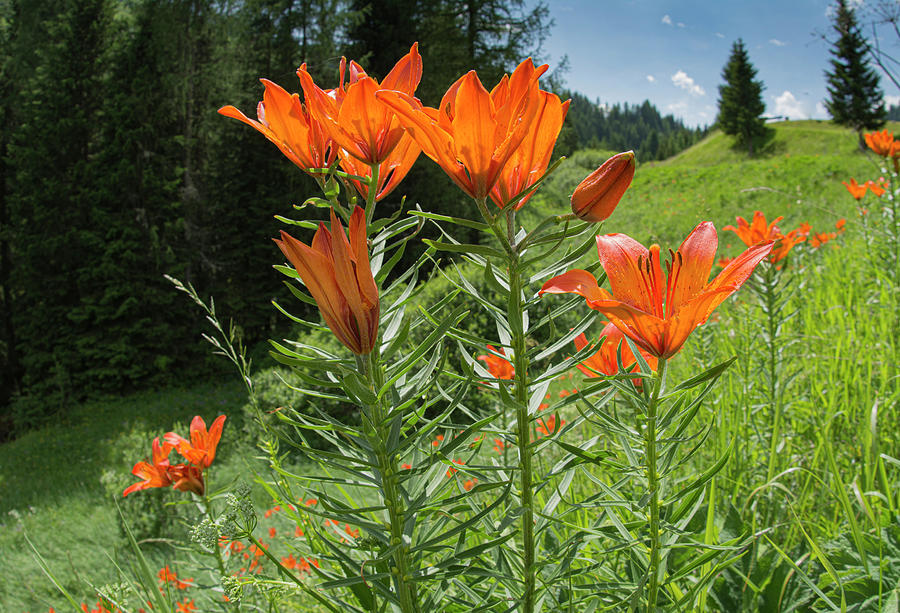 Lily Photograph - Orange Lily In Alpine Meadow Beside Coniferous Forest. by Paul Harcourt Davies / Naturepl.com