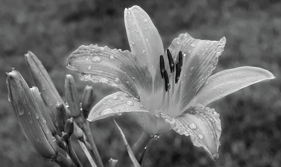Black And White Photograph - Orange Lily in Black and White by Stamp City