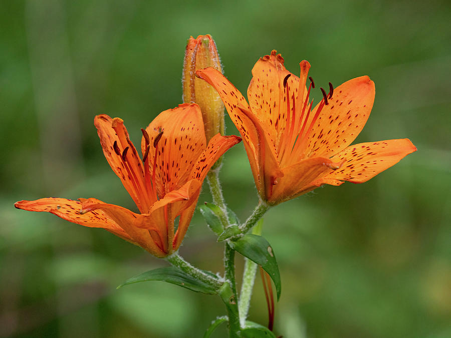 Lily Photograph - Orange Lily In Flower, Apennines, Umbria, Italy. by Paul Harcourt Davies / Naturepl.com