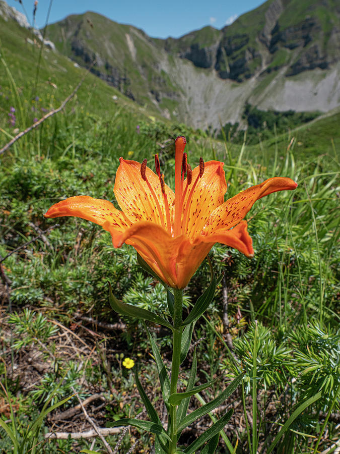 Lily Photograph - Orange Lily In Flower, Terminillo, Umbria, Italy. by Paul Harcourt Davies / Naturepl.com