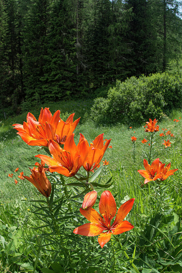 Lily Photograph - Orange Lily In Meadow Above Coniferous Forest. Passo by Paul Harcourt Davies / Naturepl.com