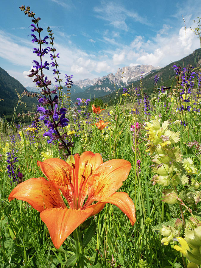 Lily Photograph - Orange Lily In Species Rich Alpine Meadow Alongside Meadow by Paul Harcourt Davies / Naturepl.com