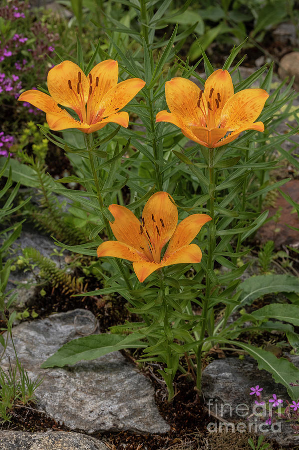 Flower Photograph - Orange Lily (lilium Bulbiferum) In Flower by Bob Gibbons/science Photo Library