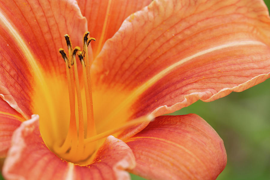 Orange Lily Macro Photograph by Steve Purnell