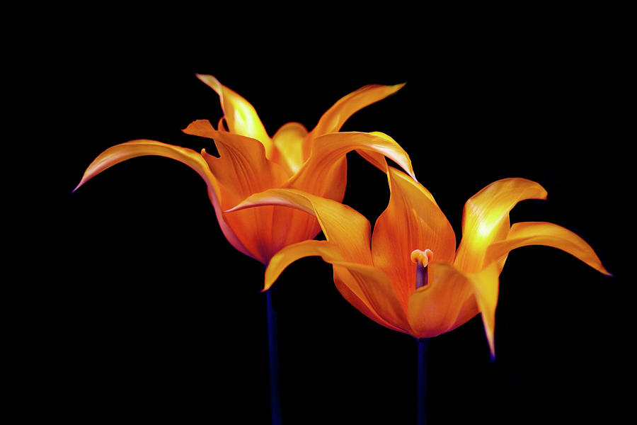 Orange Lily On Black Background Photograph by Michael Duva