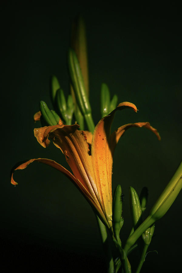 Orange Lily on Black Photograph by Lauri Novak