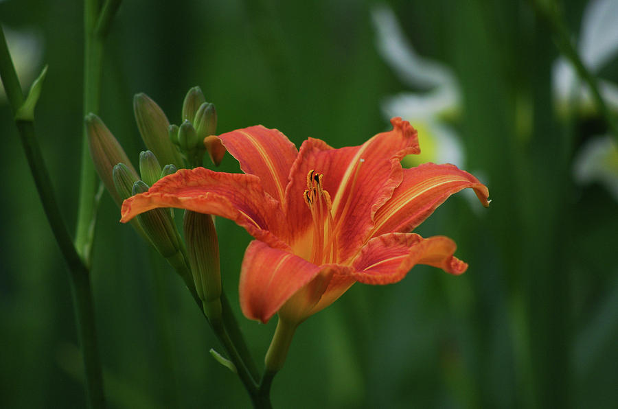 Orange Lily Photograph by Teresa Herlinger