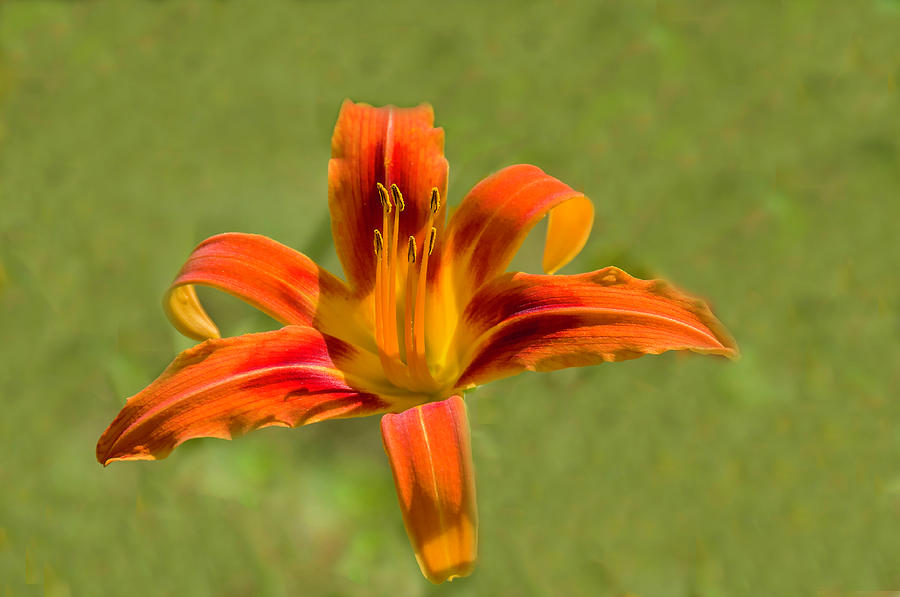 Orange Lily Photograph by Xavier Cardell