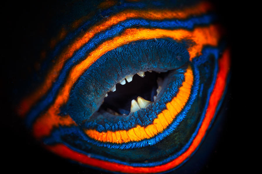 Fish Photograph - Orange-lined Triggerfish by Barathieu Gabriel