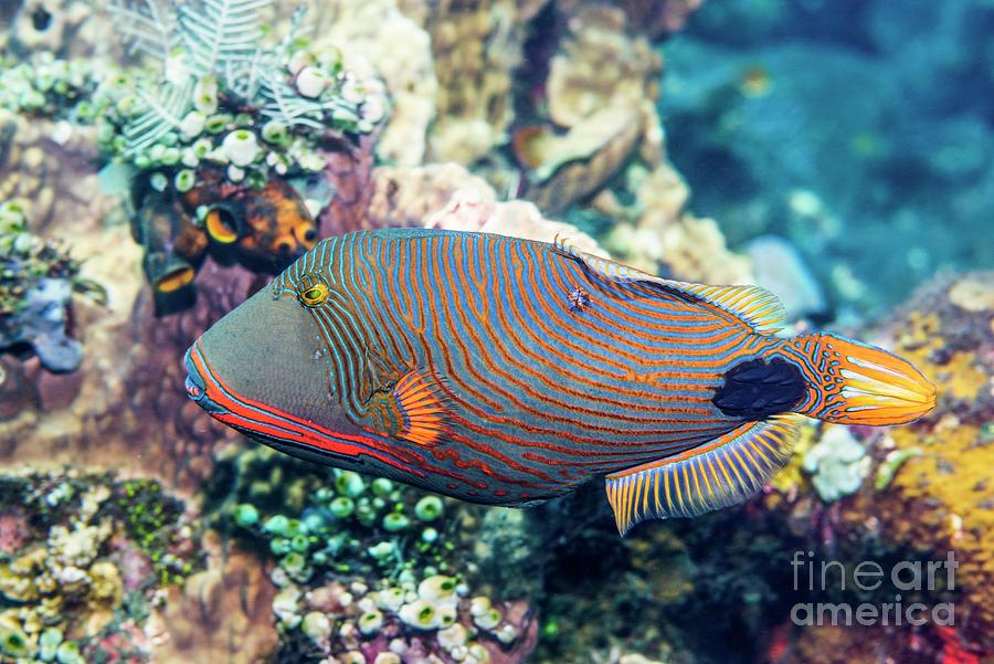 Wildlife Photograph - Orange-lined Triggerfish On Reef by Georgette Douwma/science Photo Library