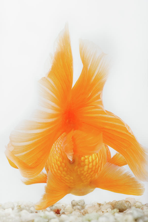 Orange Lionhead Goldfish Photograph by Martin Harvey