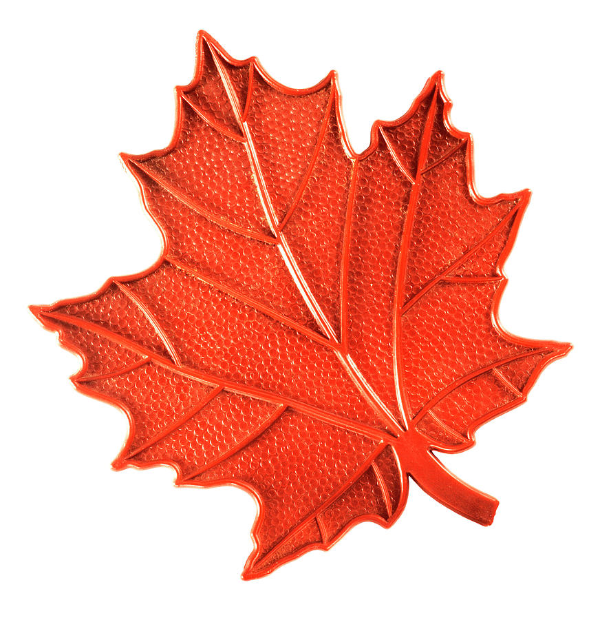 Maple Leaf #4 Drawing by CSA Images - Fine Art America