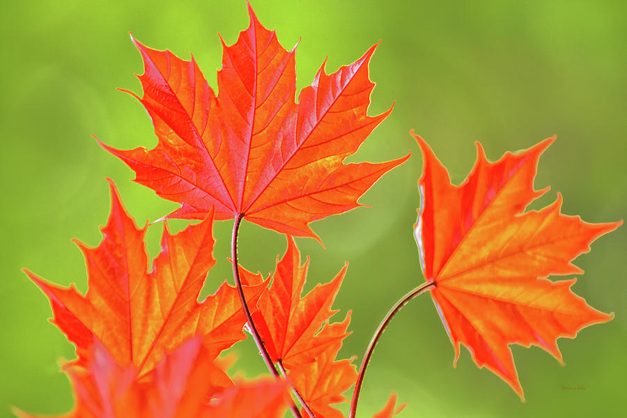 Orange Maple Leaves Photograph by Christina Rollo