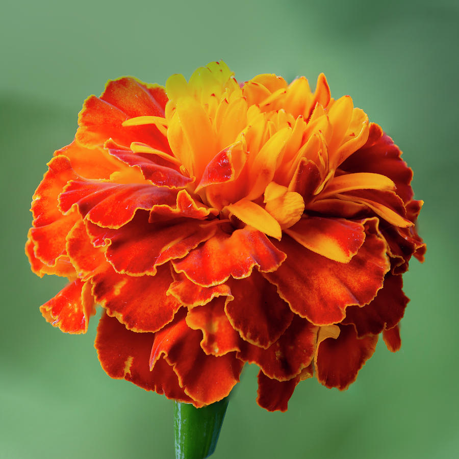Orange Marigold Photograph by Steev Stamford