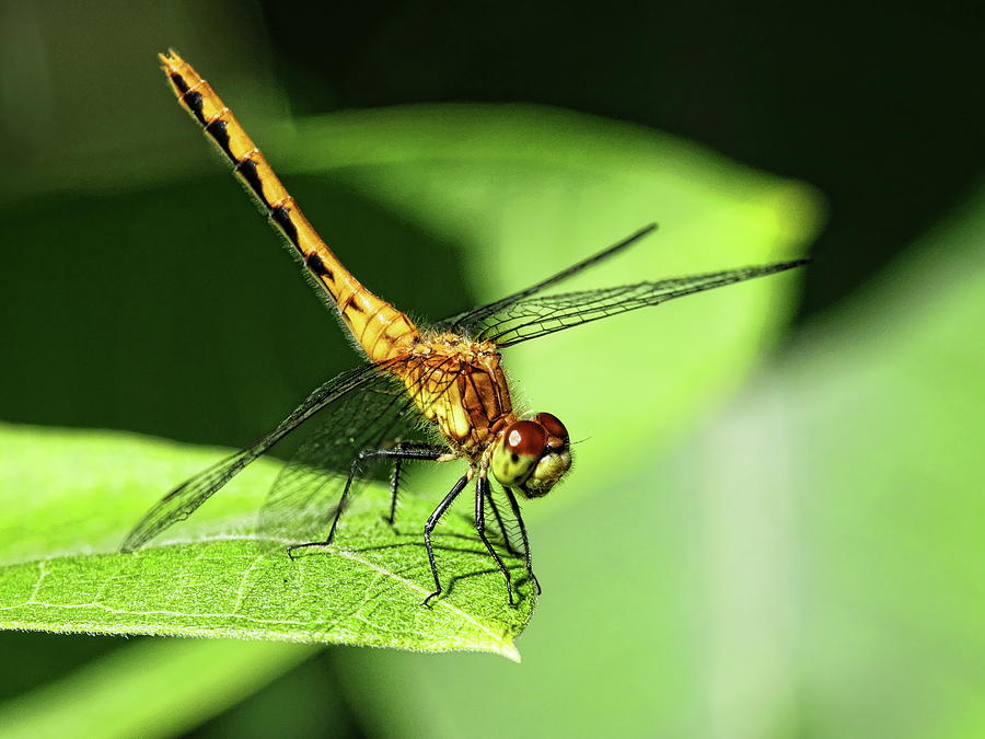 Orange Meadowhawk Dragonfly On Leaf Photograph by Dale Kauzlaric