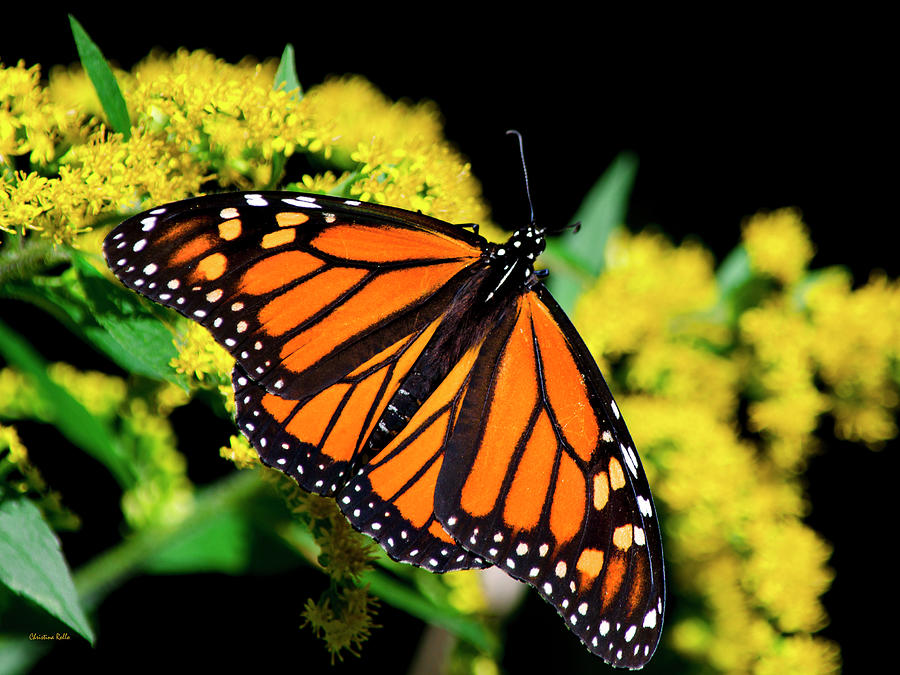 Orange Monarch Butterfly Photograph by Christina Rollo