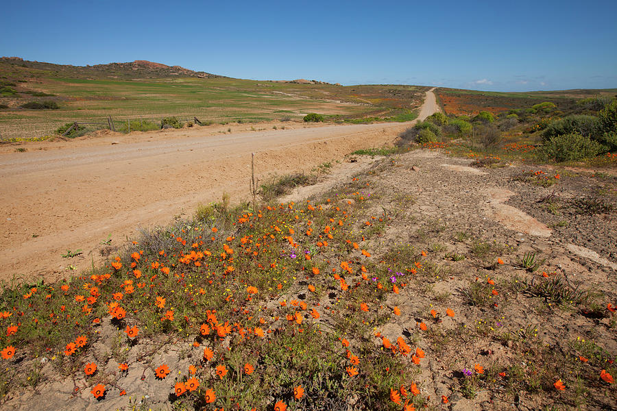 Orange Namaqualand Daisies Growing Next Photograph by Anthony Grote