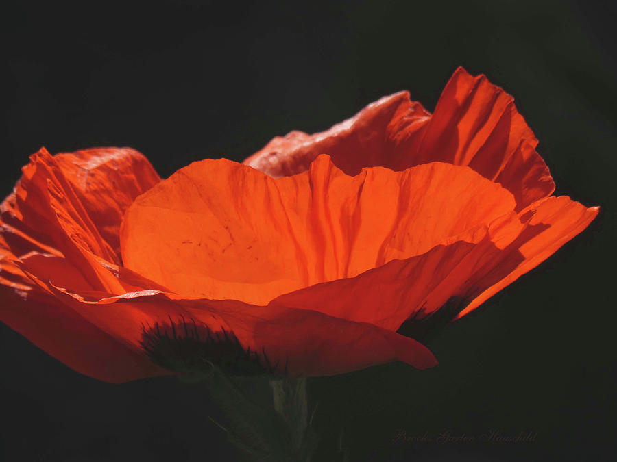 Orange on Black - Oriental Poppy - Floral Photography - Flower Macro Art Photograph by Brooks Garten Hauschild