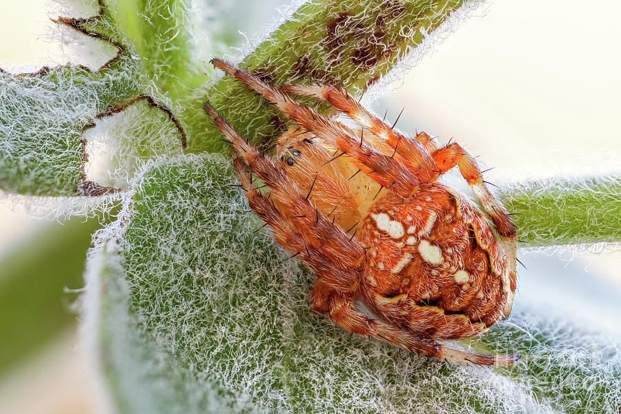 Orange Orb Weaver Spider Photograph by Ozgur Kerem Bulur/science Photo Library