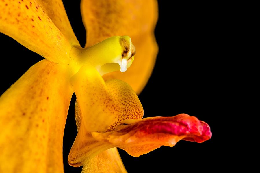 Orange Orchid On Black 1 by Art Shack Orange Orchid On Black 1 by Art Shack
