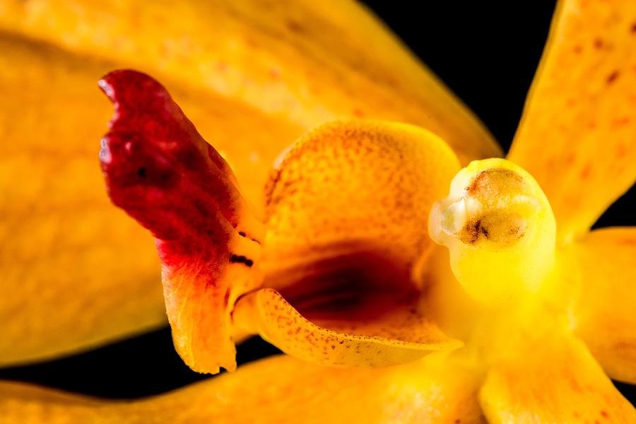 Orange Orchid On Black 3 Photograph