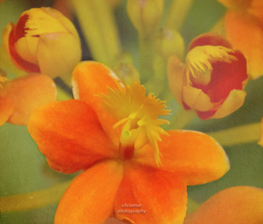 Orange Orchid Photograph by Silvia Marcoschamer